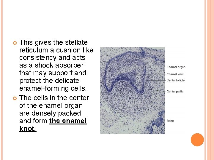 This gives the stellate reticulum a cushion like consistency and acts as a shock