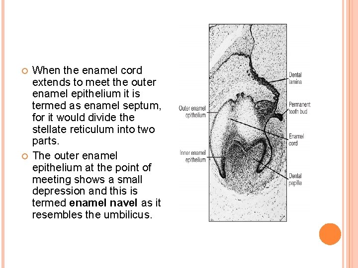  When the enamel cord extends to meet the outer enamel epithelium it is