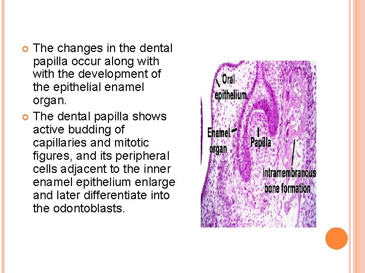 The changes in the dental papilla occur along with the development of the epithelial