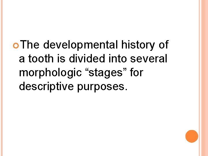  The developmental history of a tooth is divided into several morphologic “stages” for