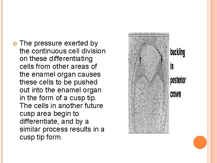  The pressure exerted by the continuous cell division on these differentiating cells from