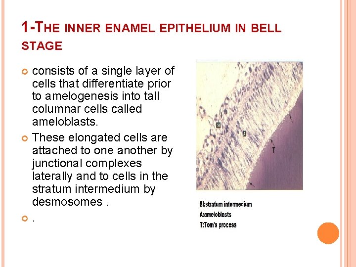 1 -THE INNER ENAMEL EPITHELIUM IN BELL STAGE consists of a single layer of