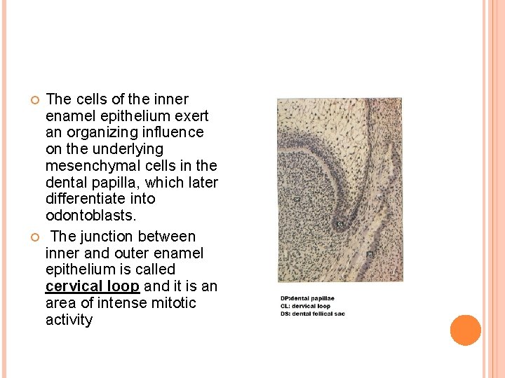  The cells of the inner enamel epithelium exert an organizing influence on the