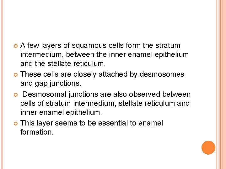 A few layers of squamous cells form the stratum intermedium, between the inner enamel