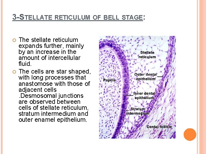 3 -STELLATE RETICULUM OF BELL STAGE: The stellate reticulum expands further, mainly by an