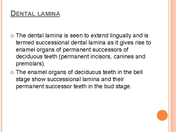 DENTAL LAMINA The dental lamina is seen to extend lingually and is termed successional