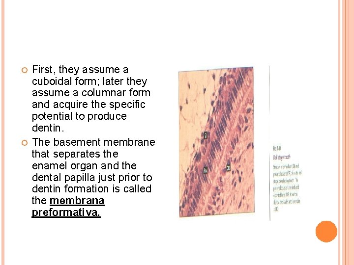  First, they assume a cuboidal form; later they assume a columnar form and