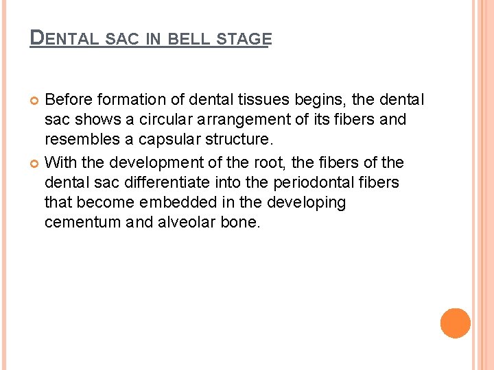 DENTAL SAC IN BELL STAGE Before formation of dental tissues begins, the dental sac