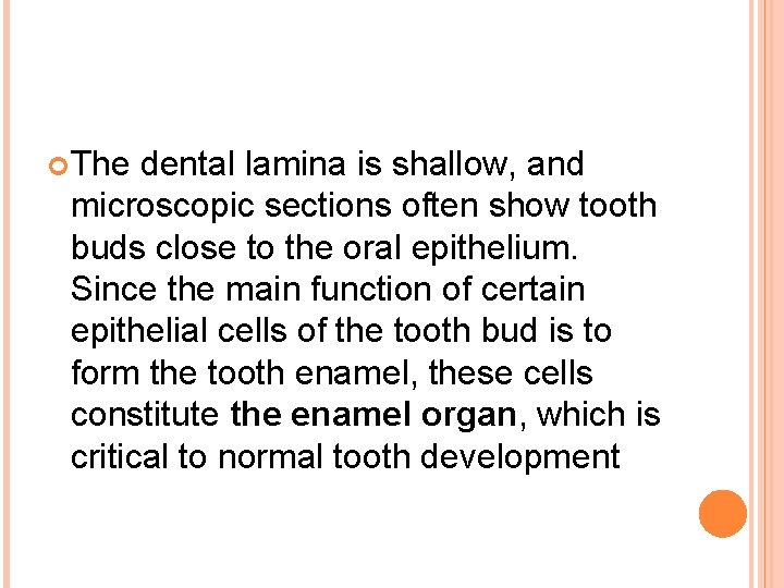  The dental lamina is shallow, and microscopic sections often show tooth buds close