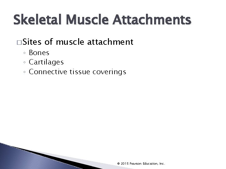 Skeletal Muscle Attachments � Sites of muscle attachment ◦ Bones ◦ Cartilages ◦ Connective