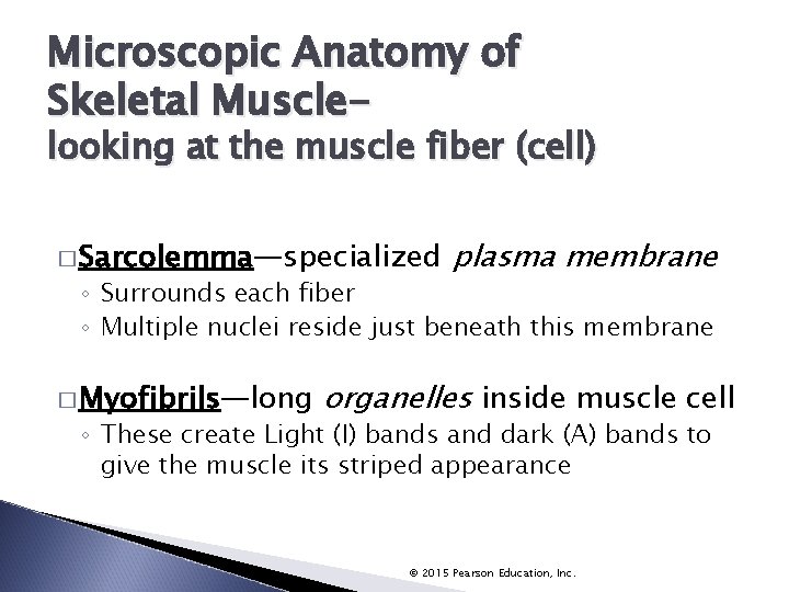 Microscopic Anatomy of Skeletal Muscle- looking at the muscle fiber (cell) � Sarcolemma—specialized plasma