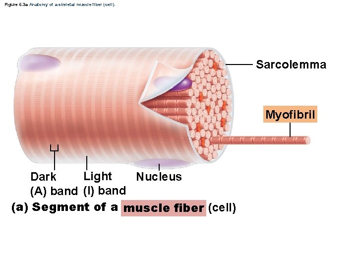 Figure 6. 3 a Anatomy of a skeletal muscle fiber (cell). Sarcolemma Myofibril Light