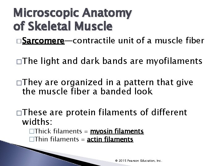 Microscopic Anatomy of Skeletal Muscle � Sarcomere—contractile � The unit of a muscle fiber