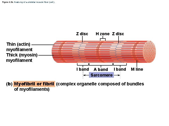 Figure 6. 3 b Anatomy of a skeletal muscle fiber (cell). Z disc H