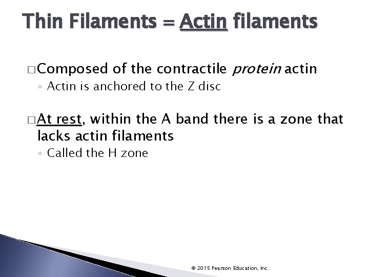 Thin Filaments Actin filaments � Composed of the contractile protein actin ◦ Actin is