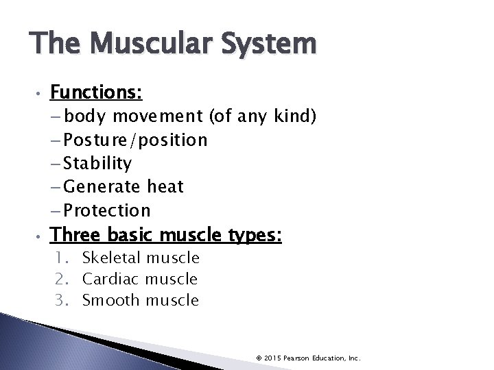 The Muscular System • • Functions: – body movement (of any kind) – Posture/position