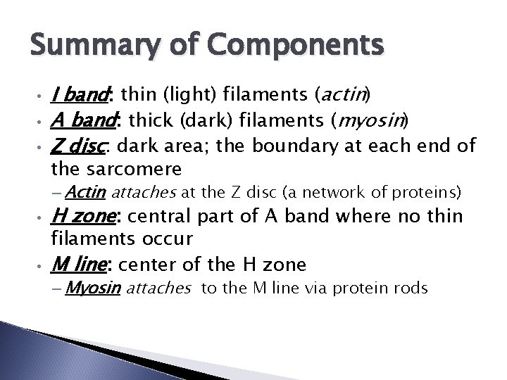 Summary of Components • • • I band: thin (light) filaments (actin) A band: