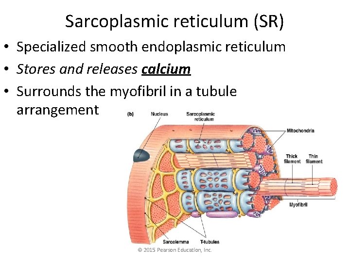 Sarcoplasmic reticulum (SR) • Specialized smooth endoplasmic reticulum • Stores and releases calcium •