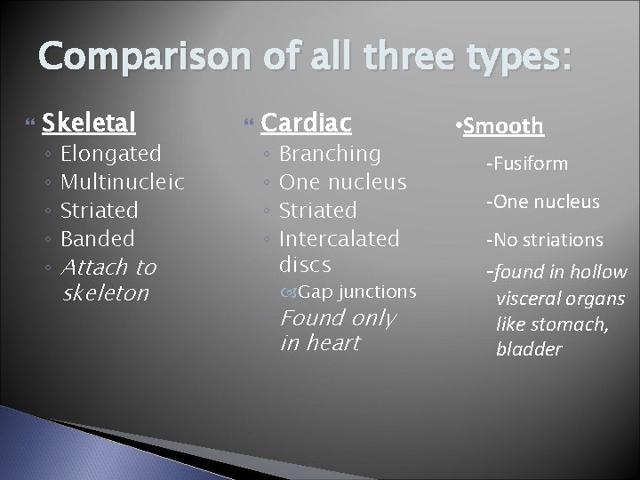 Comparison of all three types: Skeletal ◦ ◦ ◦ Elongated Multinucleic Striated Banded Attach