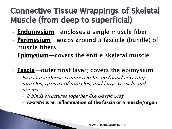 Connective Tissue Wrappings of Skeletal Muscle (from deep to superficial) • Endomysium—encloses a single