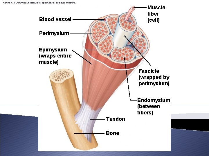 Figure 6. 1 Connective tissue wrappings of skeletal muscle. Muscle fiber (cell) Blood vessel