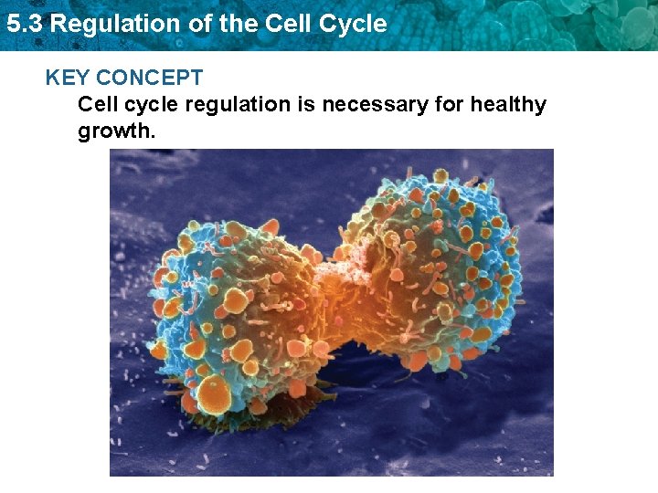 5. 3 Regulation of the Cell Cycle KEY CONCEPT Cell cycle regulation is necessary