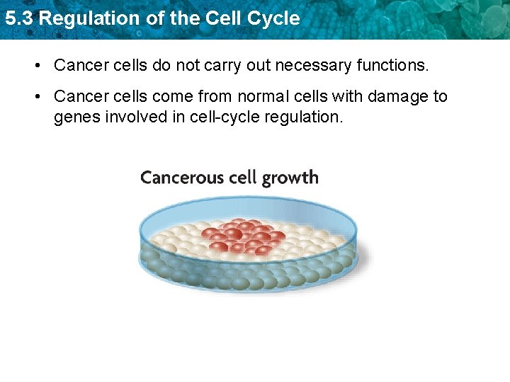 5. 3 Regulation of the Cell Cycle • Cancer cells do not carry out