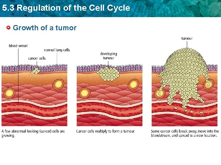 5. 3 Regulation of the Cell Cycle Growth of a tumor 