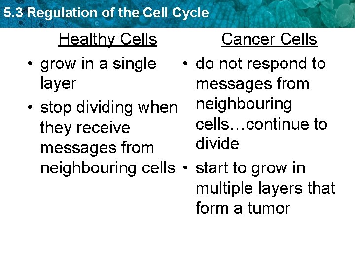 5. 3 Regulation of the Cell Cycle Healthy Cells • grow in a single