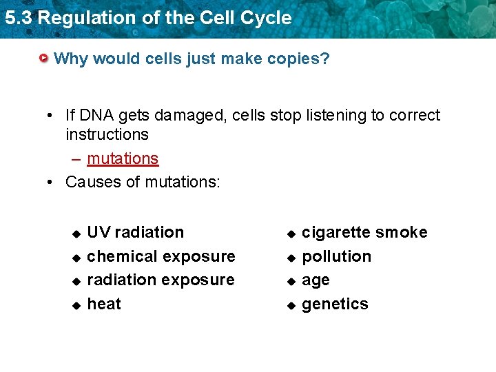 5. 3 Regulation of the Cell Cycle Why would cells just make copies? •