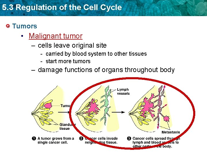 5. 3 Regulation of the Cell Cycle Tumors • Malignant tumor – cells leave