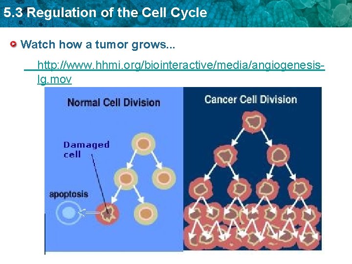 5. 3 Regulation of the Cell Cycle Watch how a tumor grows. . .