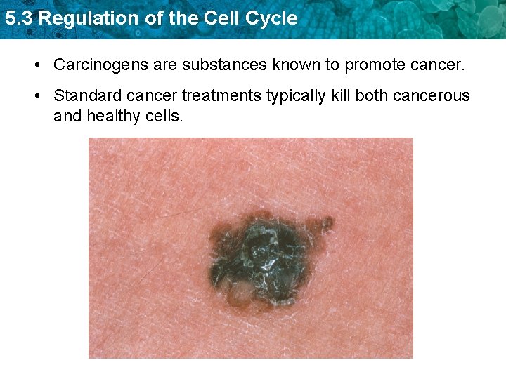 5. 3 Regulation of the Cell Cycle • Carcinogens are substances known to promote