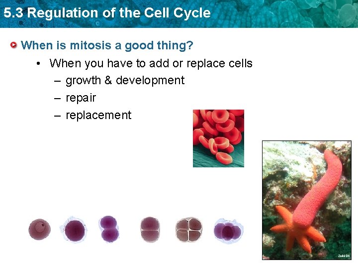 5. 3 Regulation of the Cell Cycle When is mitosis a good thing? •