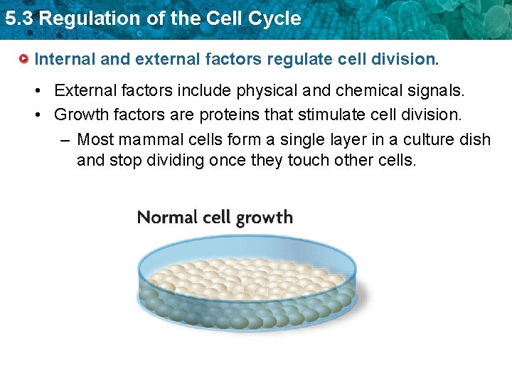 5. 3 Regulation of the Cell Cycle Internal and external factors regulate cell division.