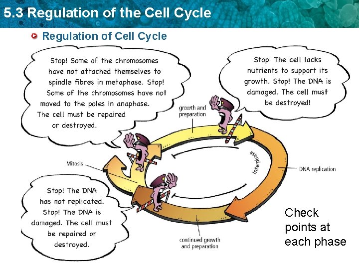 5. 3 Regulation of the Cell Cycle Regulation of Cell Cycle Check points at
