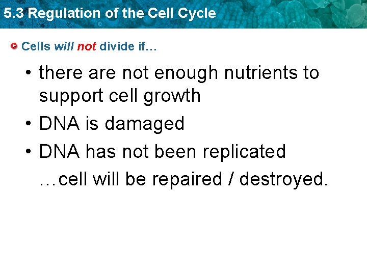 5. 3 Regulation of the Cell Cycle Cells will not divide if… • there