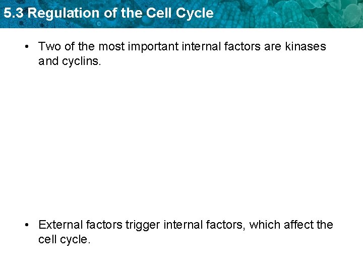 5. 3 Regulation of the Cell Cycle • Two of the most important internal