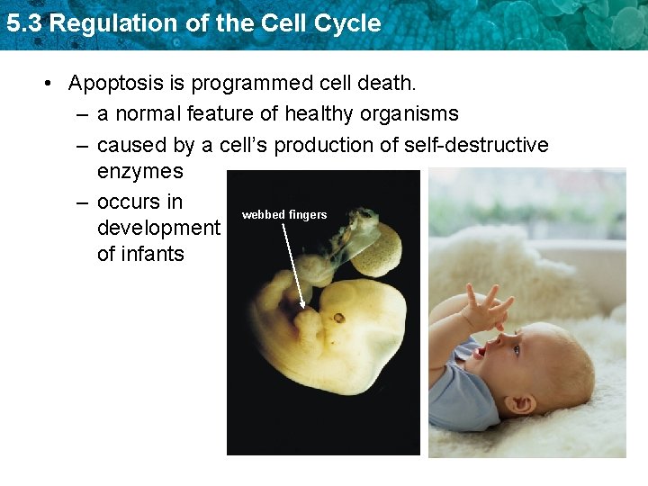 5. 3 Regulation of the Cell Cycle • Apoptosis is programmed cell death. –