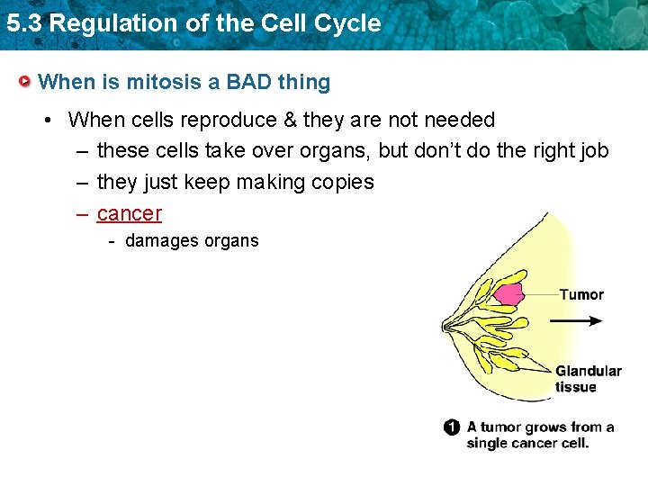 5. 3 Regulation of the Cell Cycle When is mitosis a BAD thing •