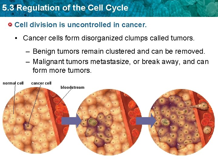 5. 3 Regulation of the Cell Cycle Cell division is uncontrolled in cancer. •