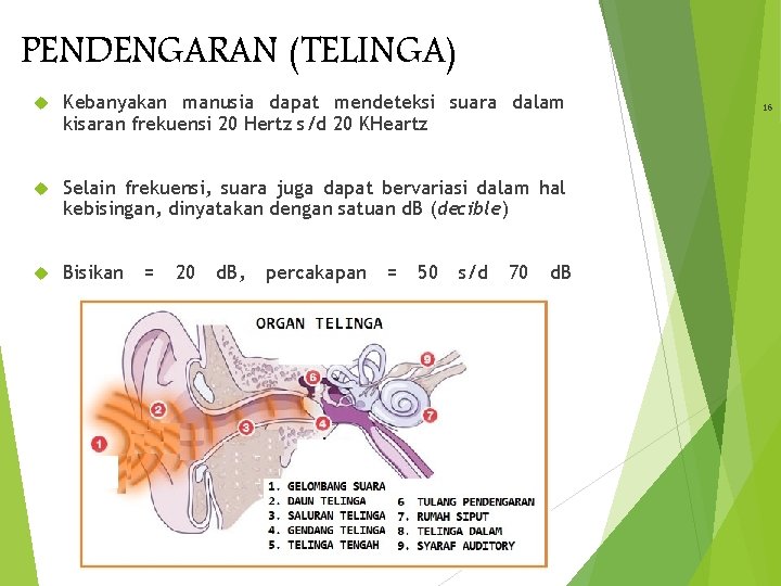 PENDENGARAN (TELINGA) Kebanyakan manusia dapat mendeteksi suara dalam kisaran frekuensi 20 Hertz s/d 20