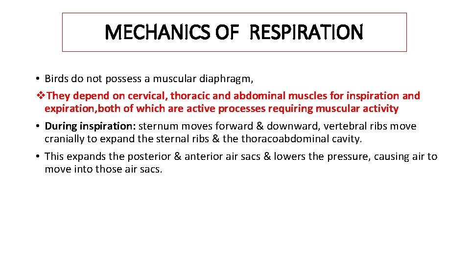 MECHANICS OF RESPIRATION • Birds do not possess a muscular diaphragm, v. They depend