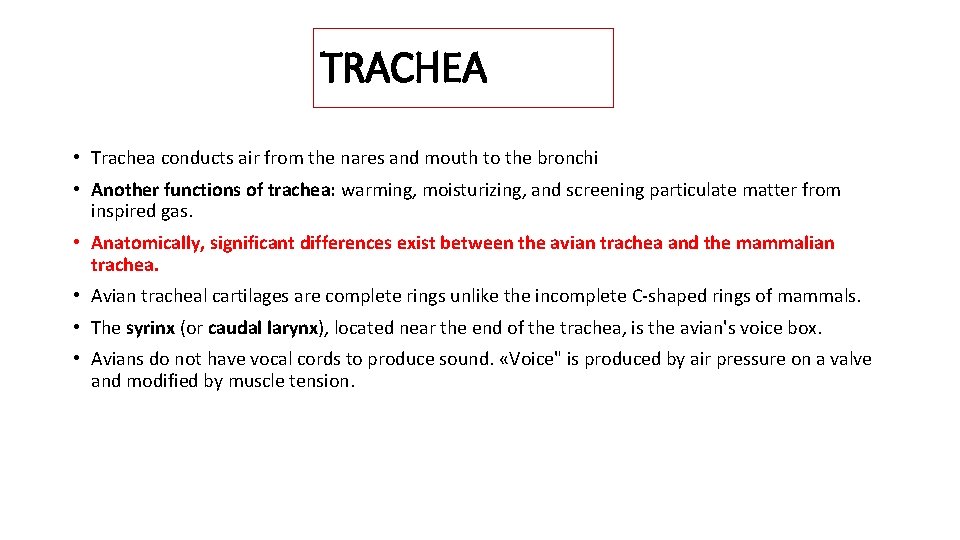 TRACHEA • Trachea conducts air from the nares and mouth to the bronchi •