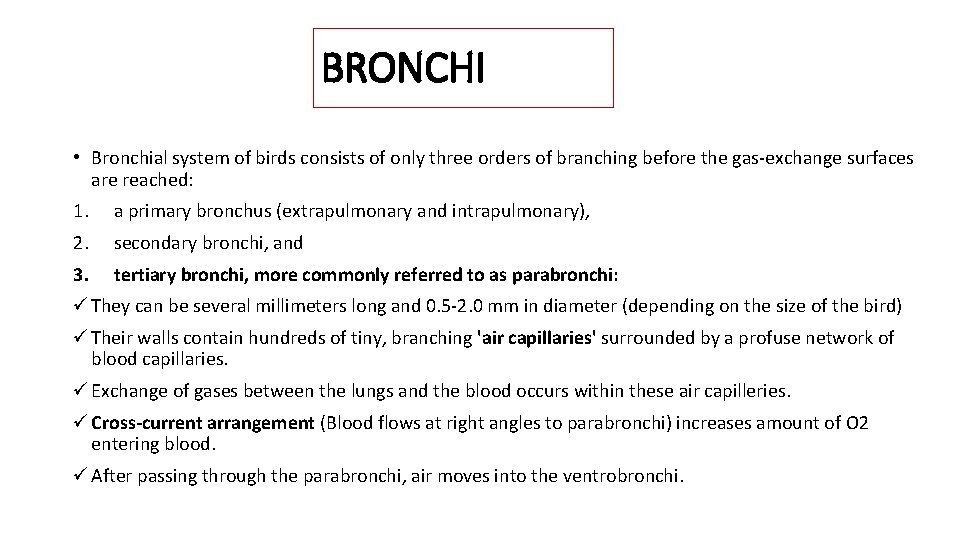BRONCHI • Bronchial system of birds consists of only three orders of branching before