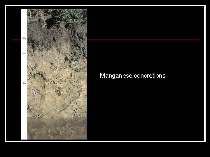 Manganese concretions 