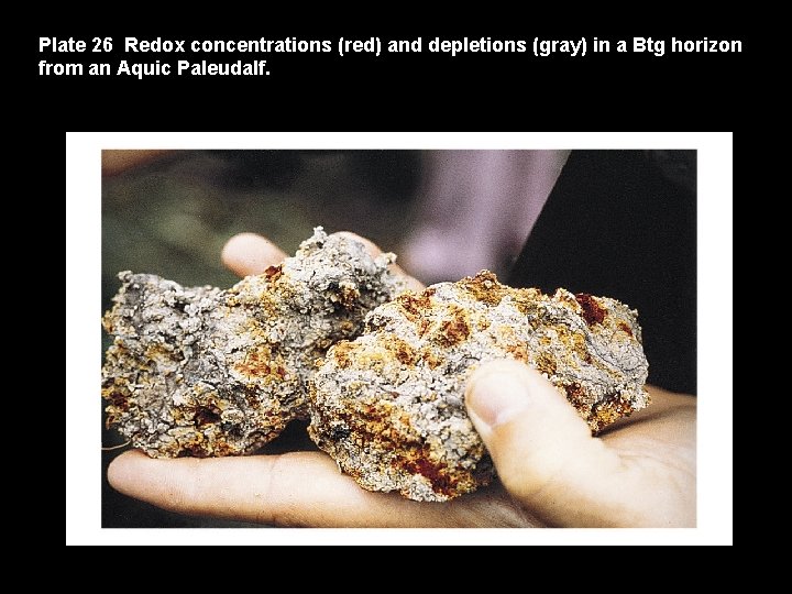 Plate 26 Redox concentrations (red) and depletions (gray) in a Btg horizon from an