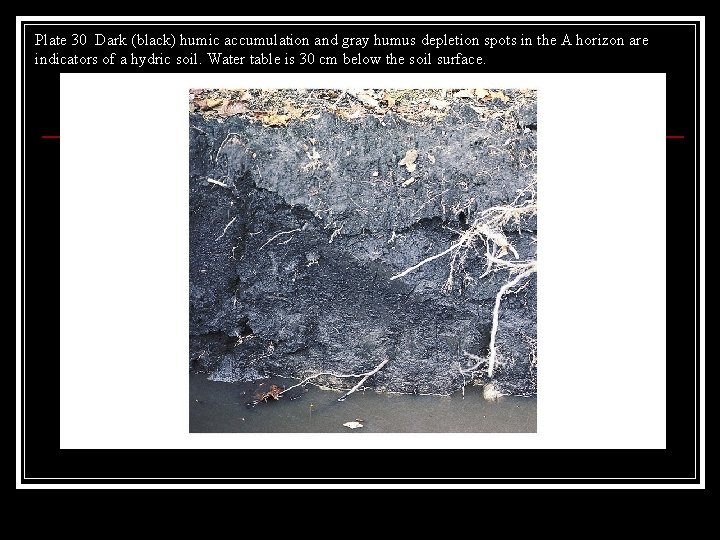 Plate 30 Dark (black) humic accumulation and gray humus depletion spots in the A