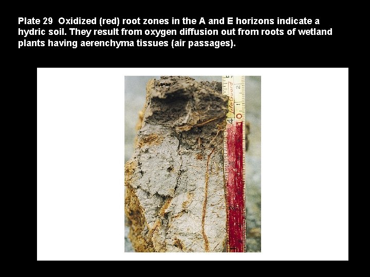 Plate 29 Oxidized (red) root zones in the A and E horizons indicate a