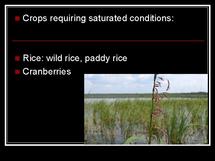 n Crops requiring saturated conditions: Rice: wild rice, paddy rice n Cranberries n 